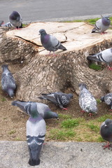 切り株と鳩の群れ - Stump and a flock of doves