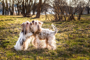 concept of friendship between dogs. two dogs in the house.