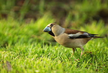 Hawfinch (Coccothraustes coccothraustes)