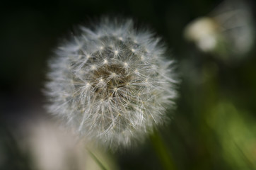 Dandelion isolated in nature