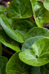 Shiny green foliage from wild ginger plants, Asarum europaeum. Green leaves. Background.