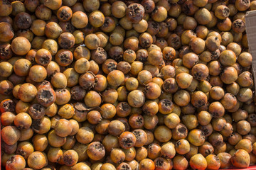 Freshly picked up medlar fruit species mespilus germanica in box