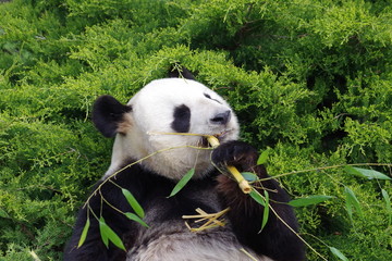 Fototapeta premium Le repas du panda géant