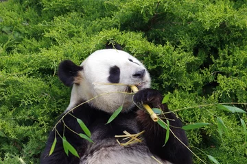 Washable wall murals Panda Le repas du panda géant