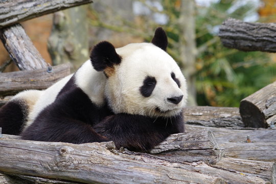 Le songe du panda géant