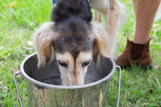 Saluki dog, (also known as Persian Greyhound) drink fresh water on green meadow