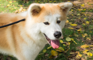 Popular japanese dog Akita Inu. Close Up Portrait