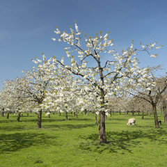 sheep and cherry blossom spring orchard in green grass under blue sky in the netherlands near utrecht