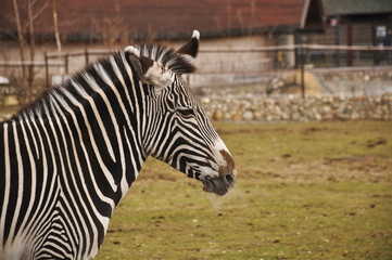 Fototapeta na wymiar Zebra portrait close up