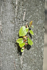 New leaves of a tree in spring time