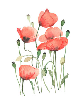 Red poppies on a white background, in a watercolor style.