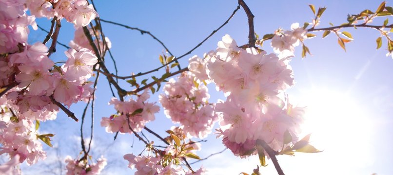 Frühling - Japanische Kirschblüten