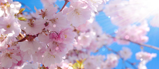 Frühling - Japanische Kirschblüten