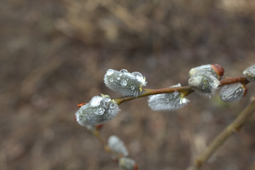 willow after a rain © Елена Адоевцева