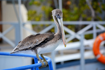 Isolated pelican standing on a blue fence.