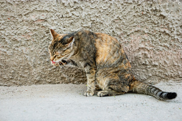 Calico cat grooming in front of plastered wall