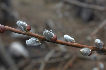 willow after a rain © Елена Адоевцева