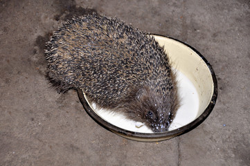 The hedgehog drinks milk from the plate