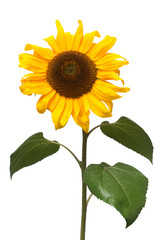 Fototapeta premium Flower of sunflower isolated on white background. Seeds and oil. Flat lay, top view