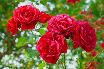 Shrub rose. Shrub roses. Red bush rose in garden. Red roses bush. Beautiful blooming red roses in summer. Shrub roses with foliage in garden.