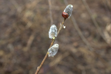 willow after a rain © Елена Адоевцева