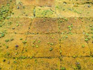 Traditional Arabic dessert.