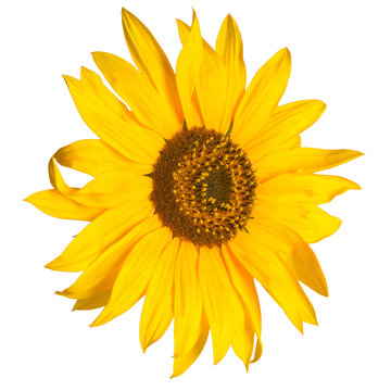 Flower of sunflower isolated on white background. Seeds and oil. Flat lay, top view