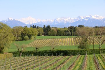 Vineyards in Switzerland, facing Mont Blanc.