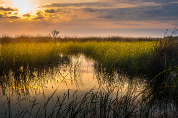 swampy place at sunset, national park of the Kolkheti