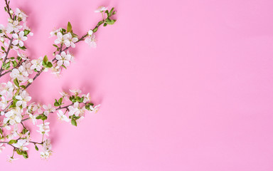 Obraz na płótnie Canvas Branch with Beautiful white cherry flower blooming
