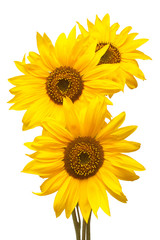 Three sunflowers isolated on white background. Flower bouquet. The seeds and oil. Flat lay, top view