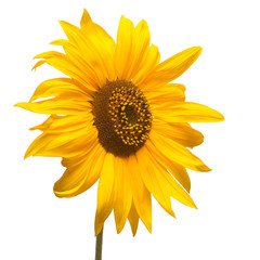 Flower of sunflower isolated on white background. Seeds and oil. Flat lay, top view