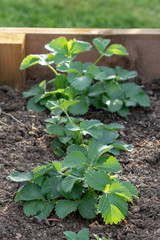 Junge Erdbeerpflanzen in einem Beet im Frühling