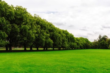 Green field in the park, with old trees n background 