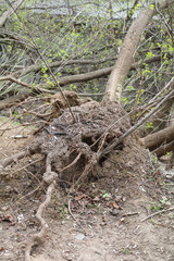 the effects of a squall of hurricane winds uprooted trees

