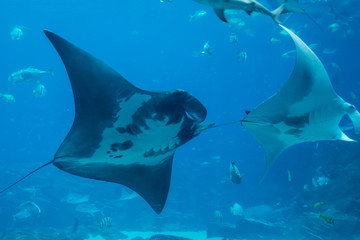Large Rays Swim