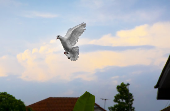 white feather homing pigeon hovering mid air