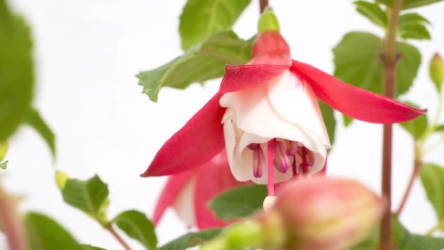 Pink Fuchsia is South America's flower. Time-lapse technique. Blooming