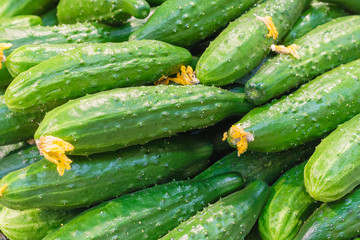 Close up view of cucumbers with yellow inflorescences in the store (background)
