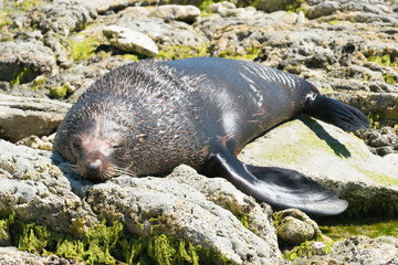 Fototapeta premium Urocza foka snu na naturalnej skale, zwierzę morskie