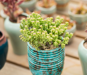  Miniature succulent plants in garden