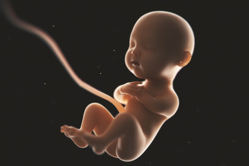 Human fetal development,at least 5 mouths,3d rendering.
