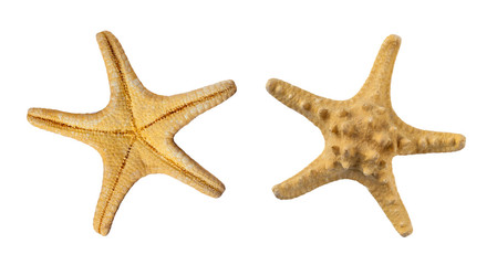 Set of two sides of a beige starfish, isolated on a white background (design element)