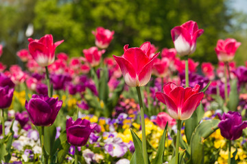 Focused on two pink and white tulips (Tulipa Negrita). The two are surrounded by yellow, white, and purple pansies (Viola) and purple tulips. Taken in springtime in Germany.