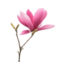 Zelfklevend Fotobehang Magnolia bloem lente tak geïsoleerd op een witte achtergrond © xiaoliangge