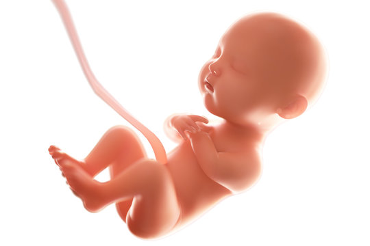 Human fetal development,at least 5 mouths,3d rendering.