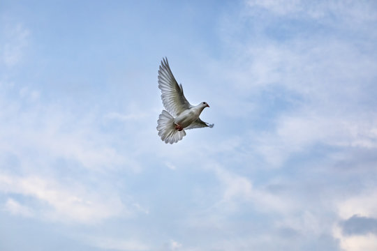 white feather pigeon bird flying against beautiful blue sky