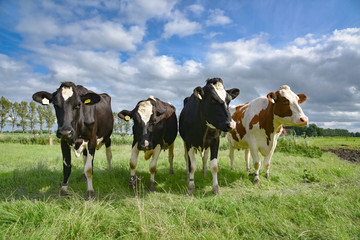 Kühe auf der Weide, kuriose Formation 