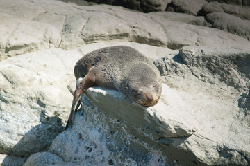 Obraz premium Śpiąca foka na skale, naturalne zwierzę morskie