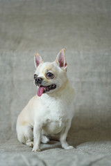 portrait of a chihuahua on a gray background
